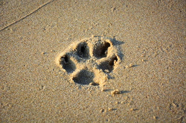 Nahaufnahme von Hund Pfotenabdruck auf Sand