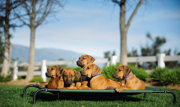 Foto nahaufnahme von hunden, die auf einem bett über einem rasenfeld sitzen