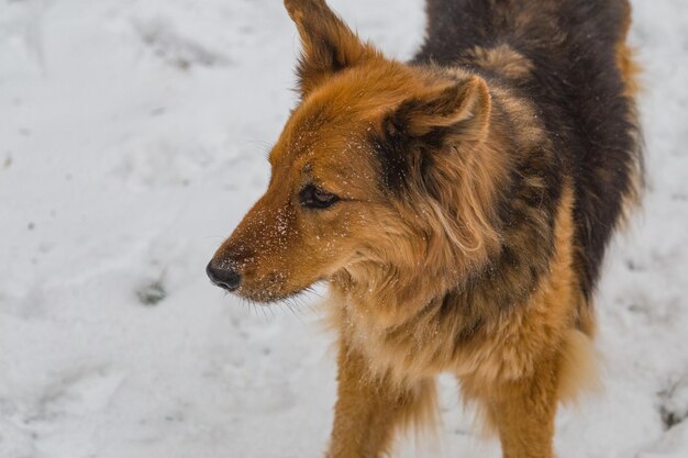 Nahaufnahme von Hunden, die auf einem schneebedeckten Feld stehen