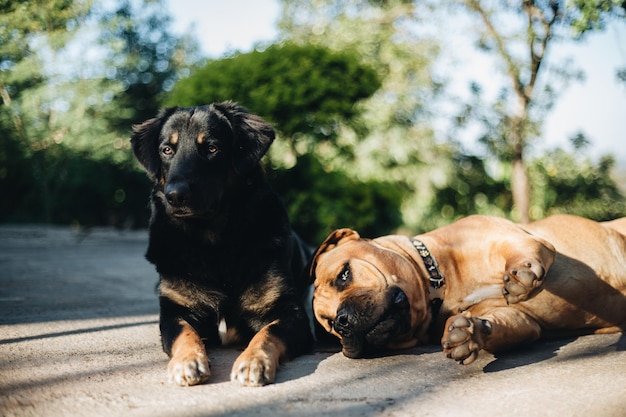 Nahaufnahme von Hunden, die sich im Park ausruhen