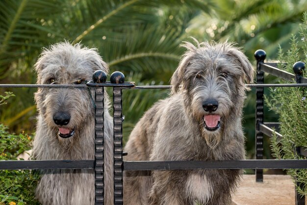 Nahaufnahme von Hunden