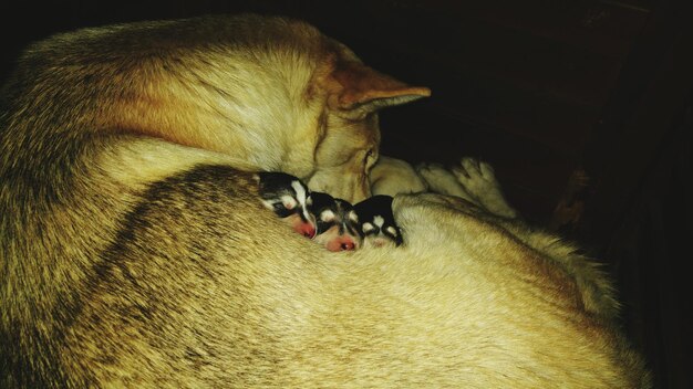 Foto nahaufnahme von husky und welpen