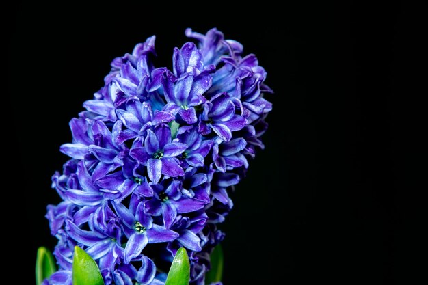 Nahaufnahme von hyazinthenblauen Blüten isoliert auf schwarzem Hintergrund