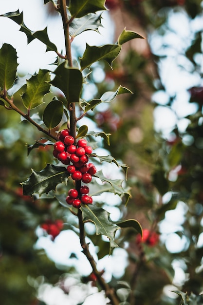 Nahaufnahme von Ilex- oder Stechpalmenpflanze mit Kopierraum