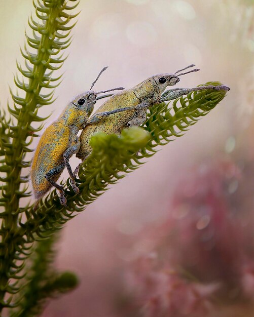 Foto nahaufnahme von insekten auf einer pflanze