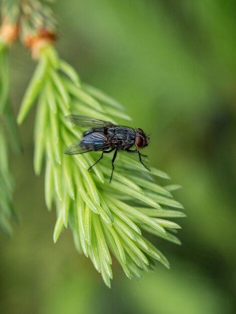 Nahaufnahme von Insekten, die eine Blume bestäuben