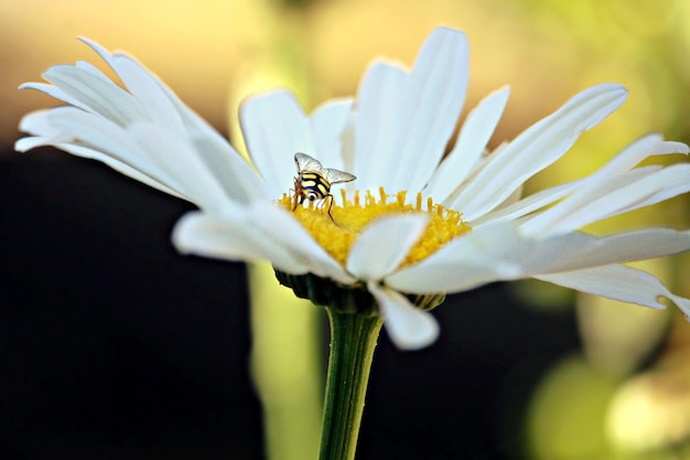 Nahaufnahme von Insekten, die eine weiße Blume bestäuben.