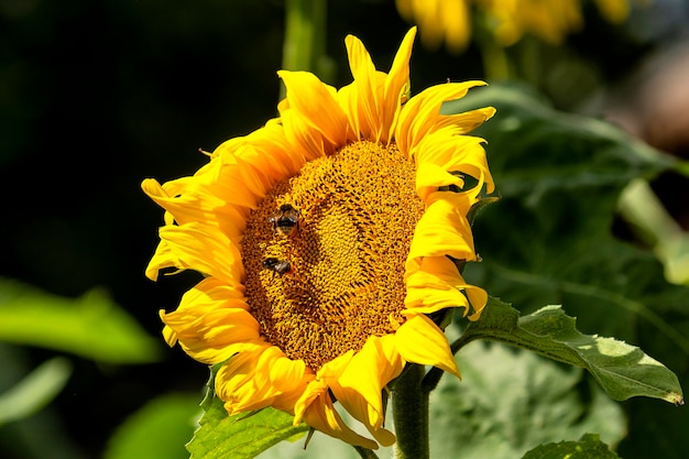 Nahaufnahme von Insekten, die Sonnenblumen bestäuben