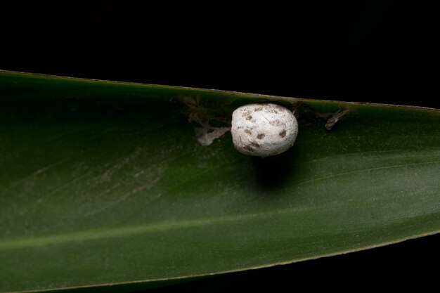 Nahaufnahme von Insekteneiern