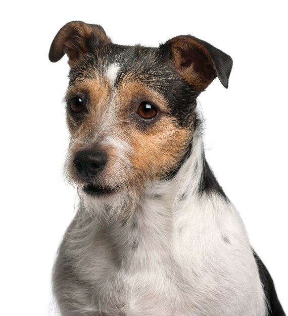 Nahaufnahme von Jack Russell Terrier, 4 Jahre alt,