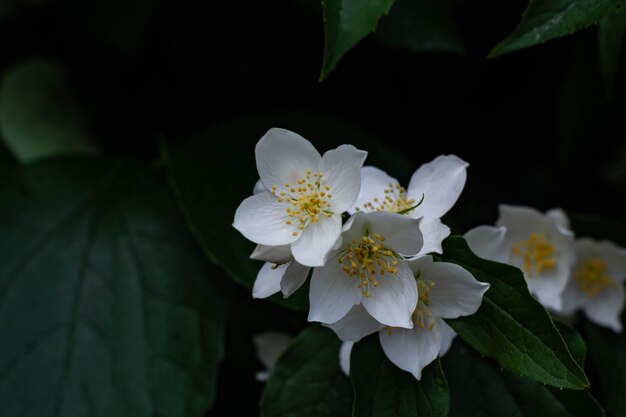 Nahaufnahme von jasminblüten in einem garten.