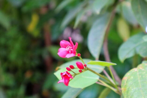 Foto nahaufnahme von jatropha integerrima pflanze und blüte