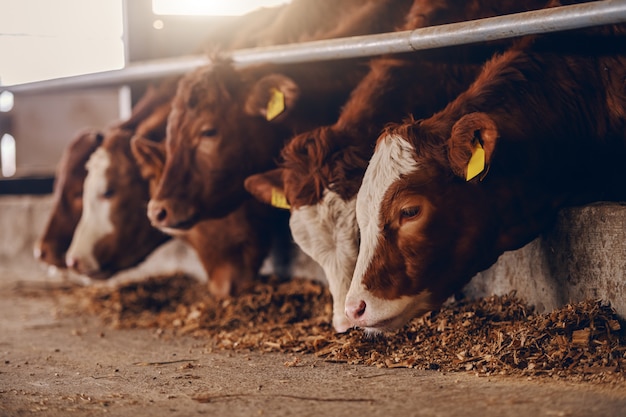 Nahaufnahme von Kälbern auf Tierfarm, die Nahrung essen. Konzept der Fleischindustrie.