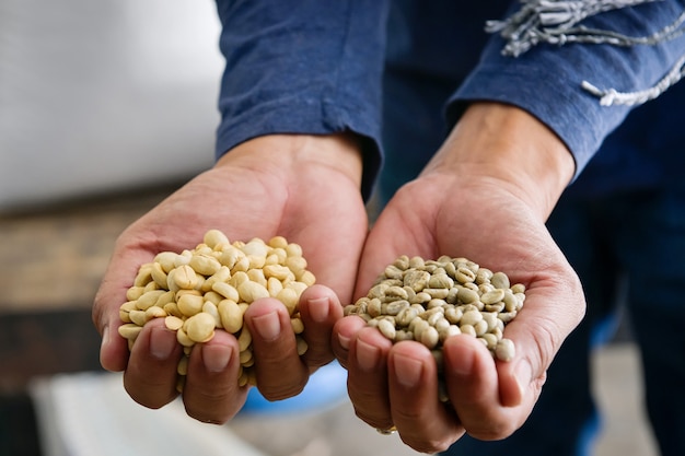 Nahaufnahme von kaffeebohnen arabica-arten, die den prozess des knackens durchlaufen haben