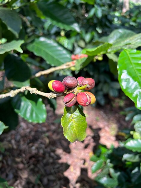 Nahaufnahme von Kaffeebohnen, Kaffeefrüchten oder Kaffeekirschen