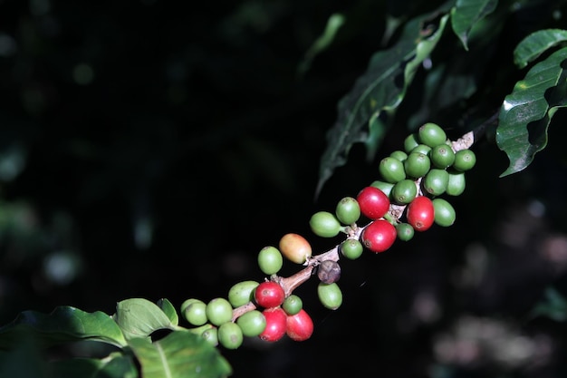 Nahaufnahme von Kaffeefrüchten, die auf der Pflanze wachsen