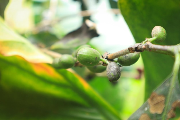 Nahaufnahme von Kaffeefrüchten in Kaffeefarmen und Plantagen in Java, Indonesien