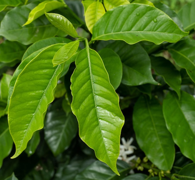 nahaufnahme von kaffeegrünen blättern