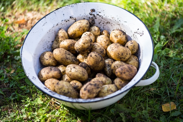 Nahaufnahme von Kartoffeln in einer Schüssel