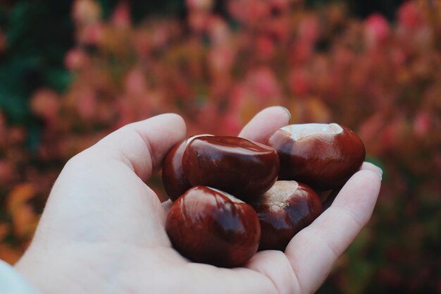 Foto nahaufnahme von kastanien in der hand