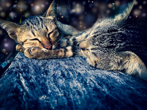 Nahaufnahme von Katzen, die im Freien schlafen
