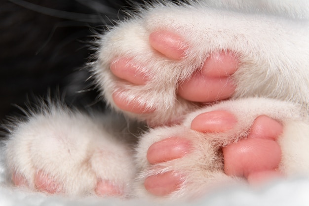 Foto nahaufnahme von katzenpfoten mit rosa pads.