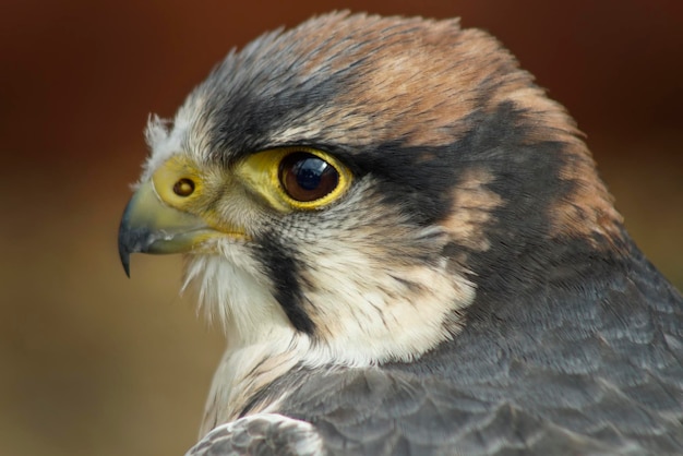 Nahaufnahme von Kestrel