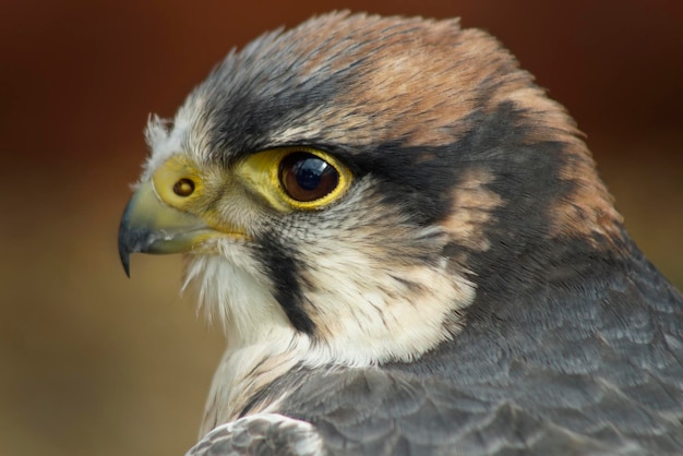 Foto nahaufnahme von kestrel