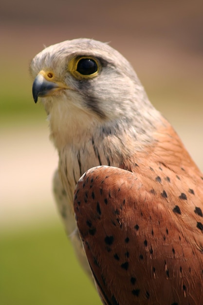 Nahaufnahme von Kestrel
