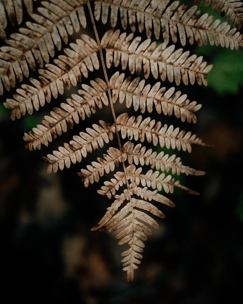 Foto nahaufnahme von kiefernkegeln auf einem baum