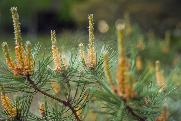 Nahaufnahme von Kiefernknospen voller Pollen