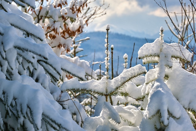 Nahaufnahme von Kiefernzweigen bedeckt mit frisch gefallenem Schnee im Winterbergwald an einem kalten, hellen Tag.