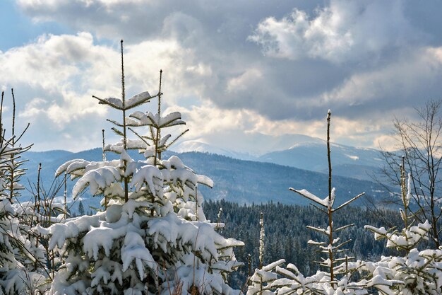 Nahaufnahme von Kiefernzweigen bedeckt mit frisch gefallenem Schnee im Winterbergwald an einem kalten, hellen Tag.