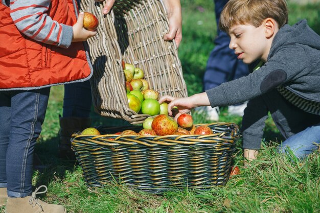 Nahaufnahme von Kindern, die frische Bio-Äpfel in den Weidenkorb mit Obsternte setzen. Natur- und Familienkonzept.