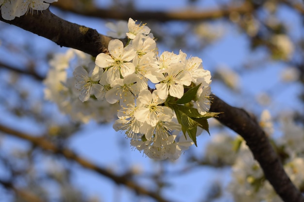 Foto nahaufnahme von kirschblüten auf einem baum