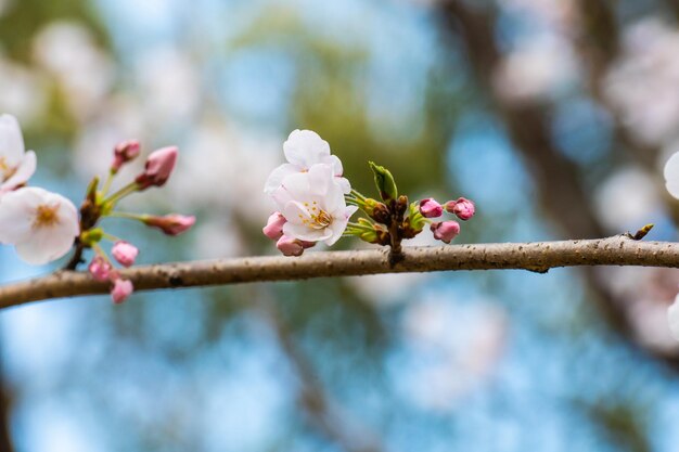 Foto nahaufnahme von kirschblüten auf einem baum