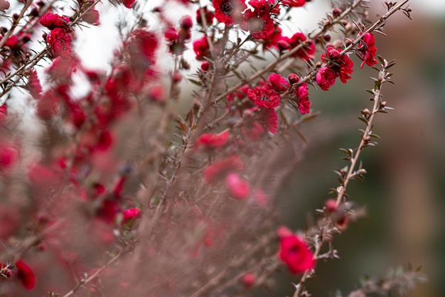 Nahaufnahme von Kirschblüten auf einem Baum