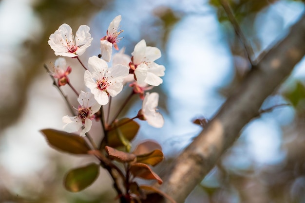 Nahaufnahme von Kirschblüten im Freien