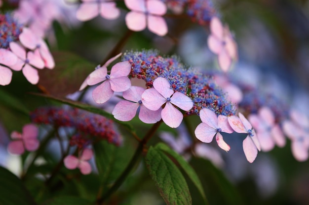 Foto nahaufnahme von kirschblüten im freien