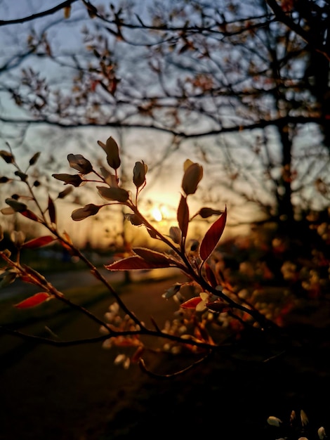 Nahaufnahme von Kirschblüten im Frühling bei Sonnenuntergang