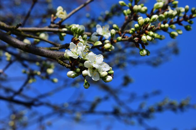 Nahaufnahme von Kirschblüten im Frühling