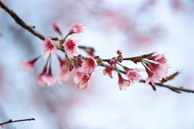 Foto nahaufnahme von kirschblüten im frühling