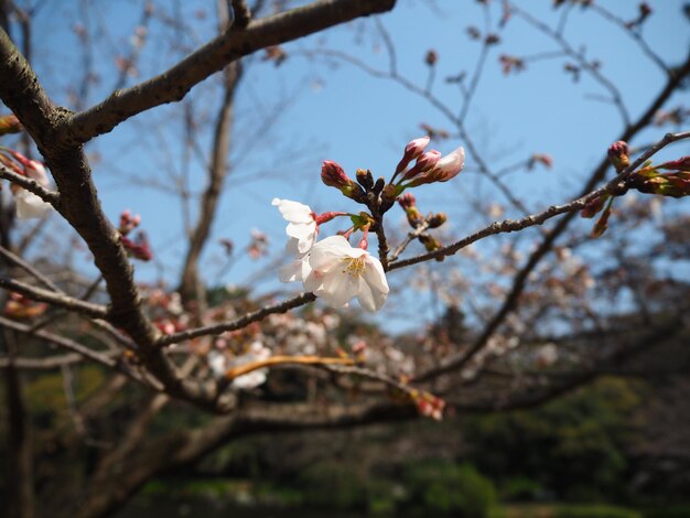 Foto nahaufnahme von kirschblüten im frühling