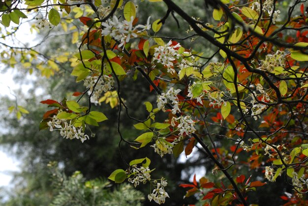 Foto nahaufnahme von kirschblüten im frühling