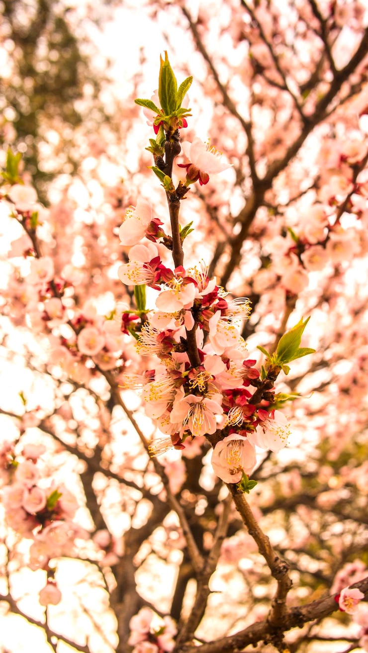 Foto nahaufnahme von kirschblüten im frühling