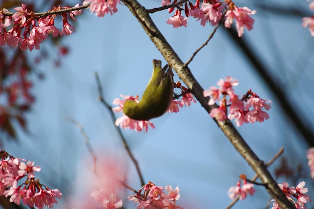 Foto nahaufnahme von kirschblüten im frühling