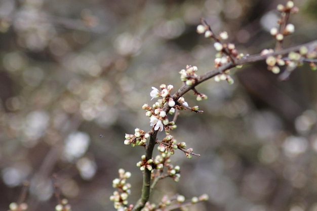 Nahaufnahme von Kirschblüten im Frühling