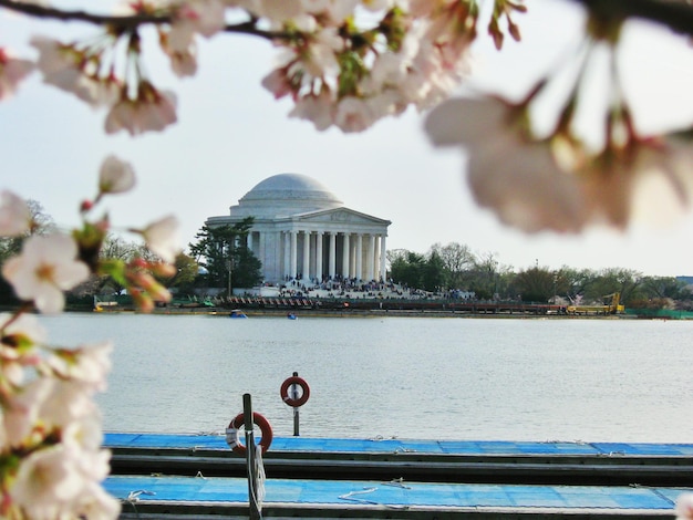 Nahaufnahme von Kirschblüten über dem Gezeitenbecken gegen das Jefferson Memorial