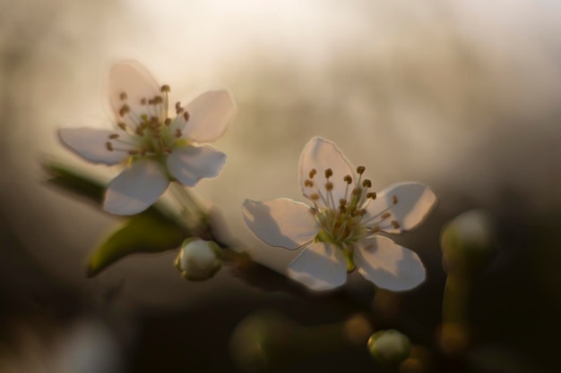 Foto nahaufnahme von kirschblüten