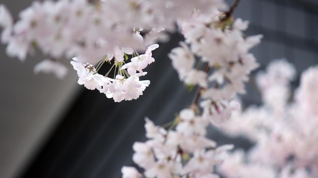 Foto nahaufnahme von kirschblüten